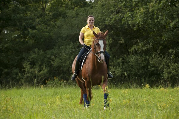 Woman riding a trotting Hanoverian horse in a meadow