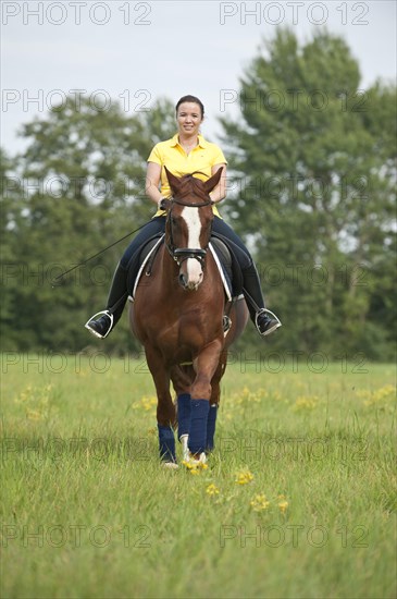 Woman riding a trotting Hanoverian horse in a meadow