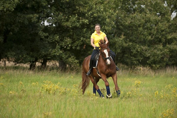 Woman riding a galloping Hanoverian horse in a meadow