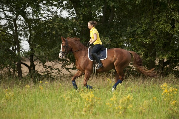 Woman riding a galloping Hanoverian horse in a meadow