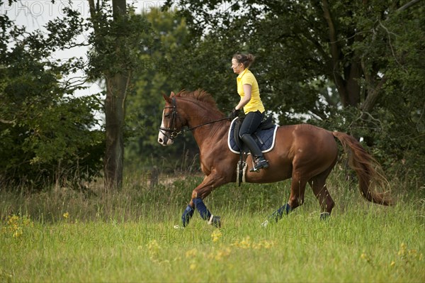 Woman riding a galloping Hanoverian horse in a meadow