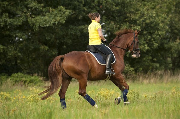 Woman riding a galloping Hanoverian horse in a meadow