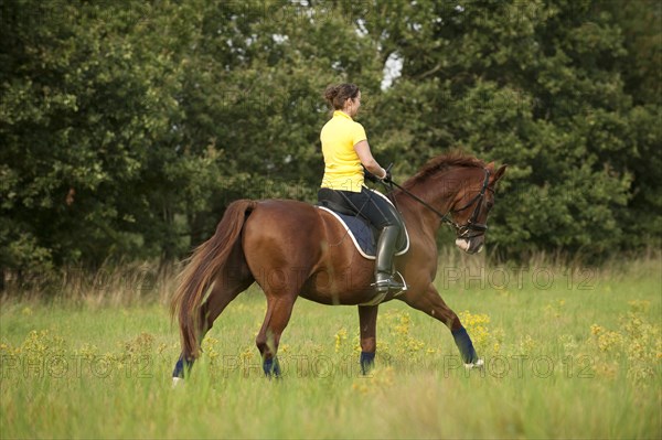 Woman riding a galloping Hanoverian horse in a meadow