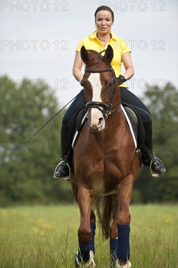 Woman riding a galloping Hanoverian horse in a meadow