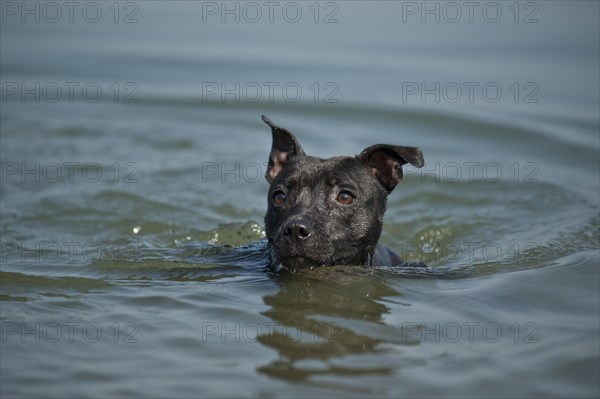 Old English Staffordshire Bull Terrier