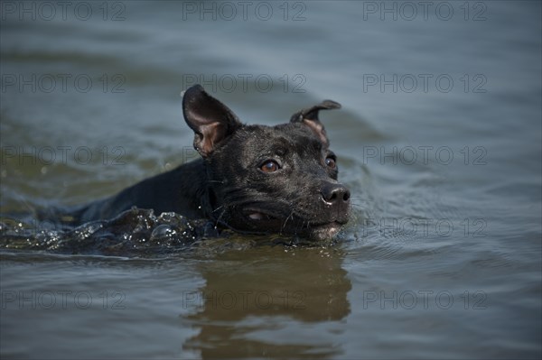 Old English Staffordshire Bull Terrier