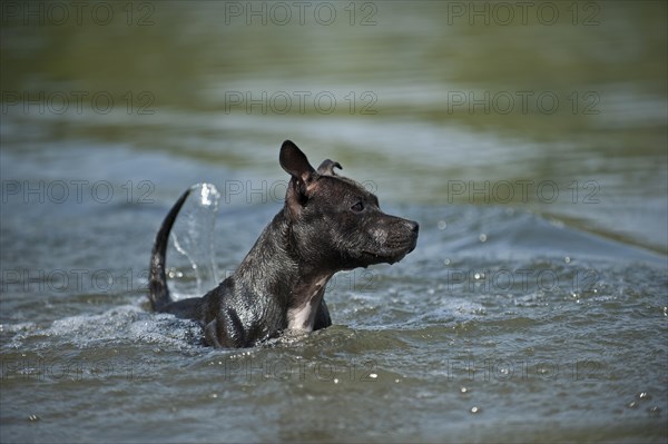 Old English Staffordshire Bull Terrier