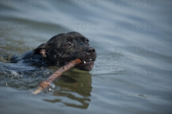 Old English Staffordshire Bull Terrier