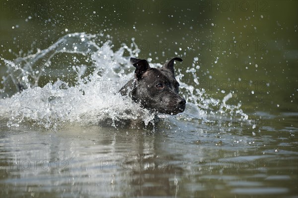 Old English Staffordshire Bull Terrier