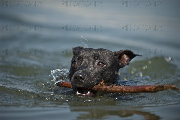 Old English Staffordshire Bull Terrier