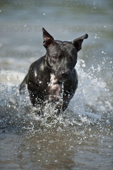 Old English Staffordshire Bull Terrier