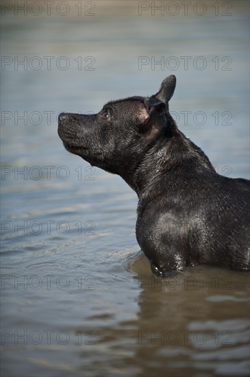 Old English Staffordshire Bull Terrier