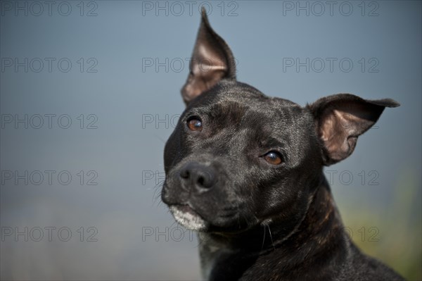 Portrait of a dog