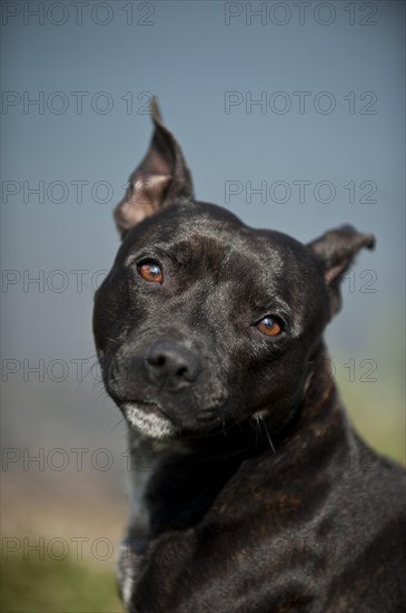 Portrait of a dog