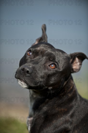 Portrait of a dog