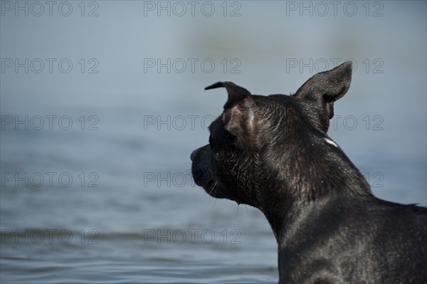 Old English Staffordshire Bull Terrier