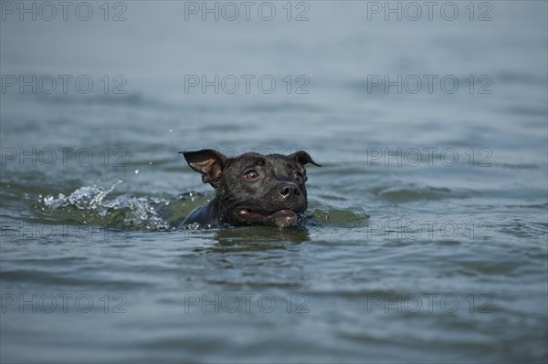 Old English Staffordshire Bull Terrier