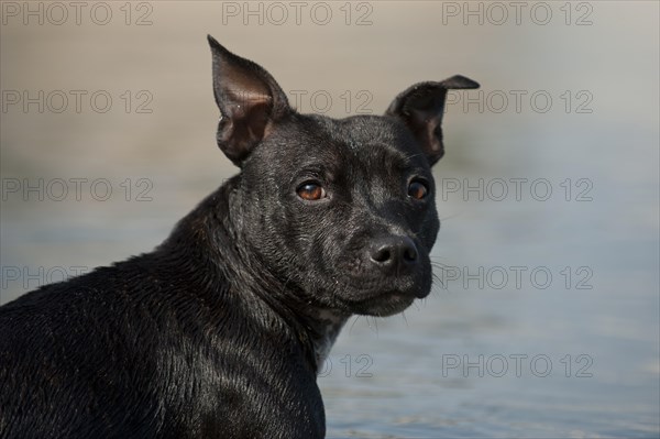 Old English Staffordshire Bull Terrier