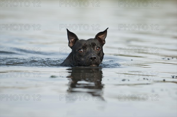 Old English Staffordshire Bull Terrier