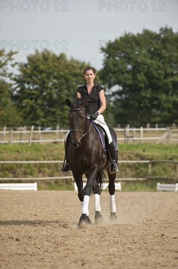 Woman riding a trotting Holsteiner horse