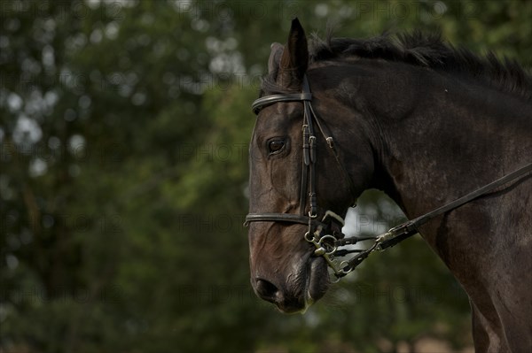 Holsteiner horse with pelham roundings