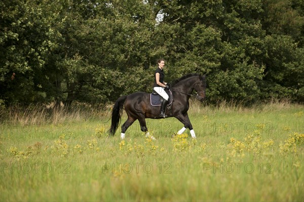 Woman riding a galloping Holsteiner horse across a meadow