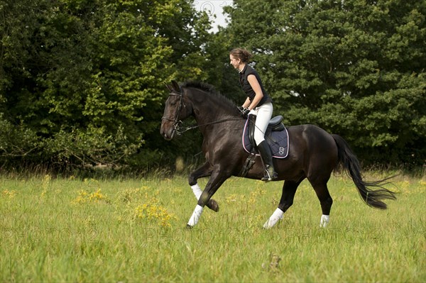 Woman riding a galloping Holsteiner horse across a meadow