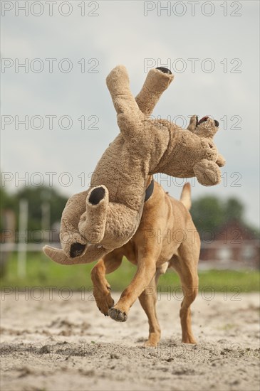 Rhodesian Ridgeback mixed breed dog fetching a stuffed toy