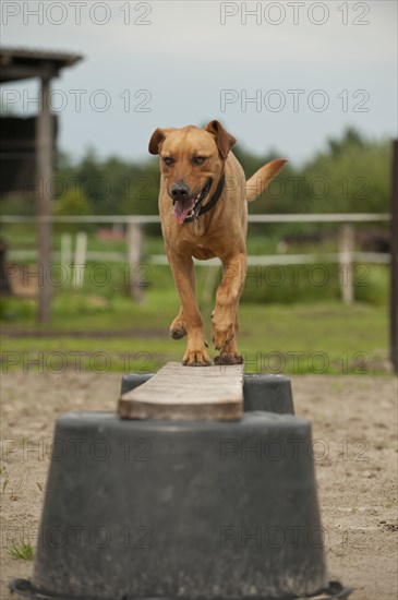 Rhodesian Ridgeback mixed breed dog balancing on a beam