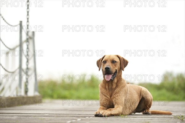 Rhodesian Ridgeback mixed breed dog lying on a dock