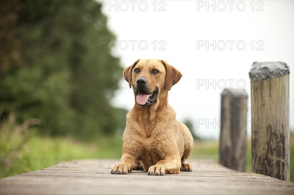 Rhodesian Ridgeback mixed breed dog lying on a dock
