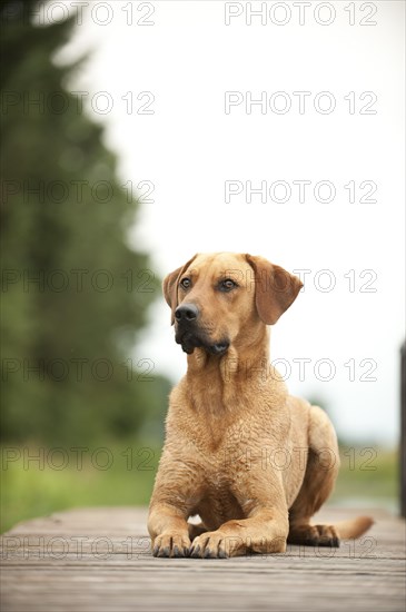 Rhodesian Ridgeback mixed breed dog lying on a dock