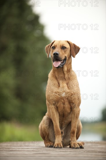 Rhodesian Ridgeback mixed breed dog sitting on a dock