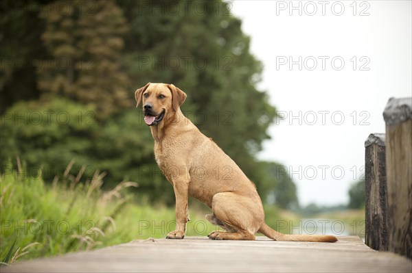 Rhodesian Ridgeback mixed breed dog lying on a dock