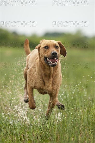 Rhodesian Ridgeback mixed breed dog running across a meadow