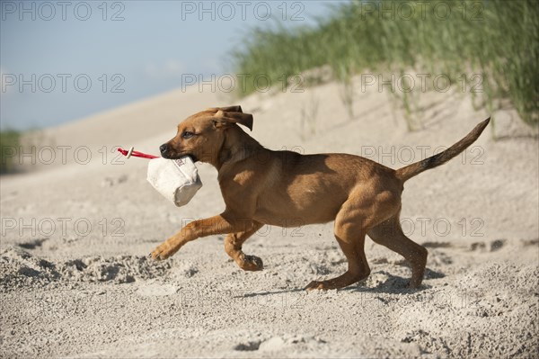 Young mixed-breed dog retrieving a feed bag