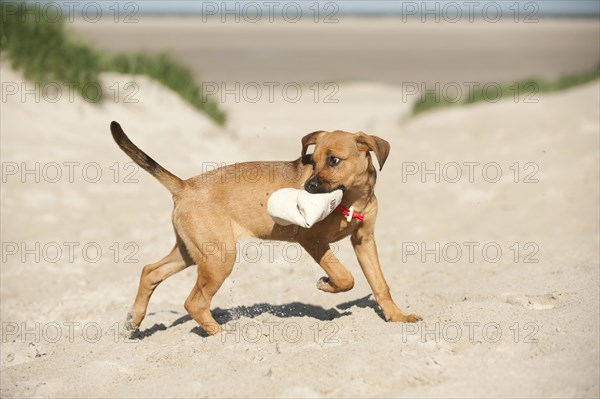 Young mixed-breed dog retrieving a feed bag