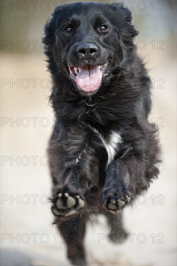 Running black mixed breed dog