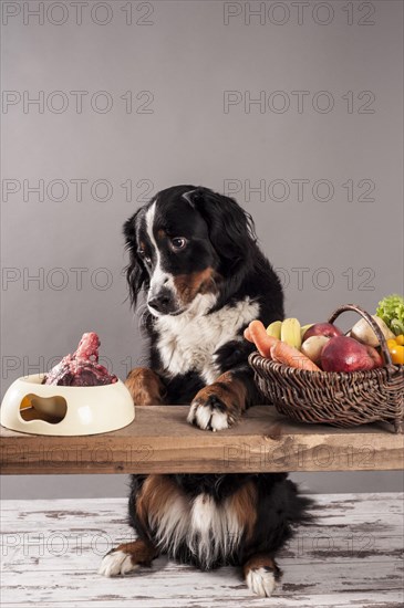 Bernese Mountain Dog sitting next to a bowl of raw meat and a basket of fruit and vegetables