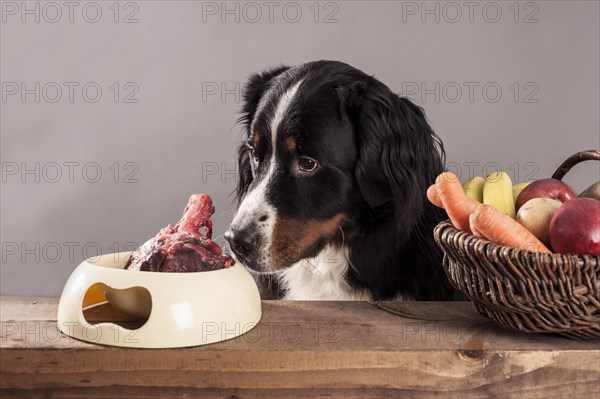 Bernese Mountain Dog sitting next to a bowl of raw meat and a basket of fruit and vegetables