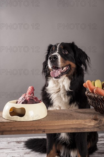 Bernese Mountain Dog sitting next to a bowl of raw meat and a basket of fruit and vegetables