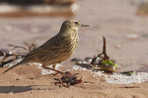 Rock pipit (Anthus petrosus)