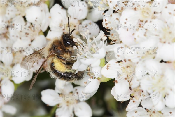 Sand bee (Andrena sp.) collecting nectar from a Pyracantha flower