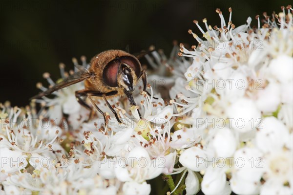 Drone fly (Eristalis tenax)