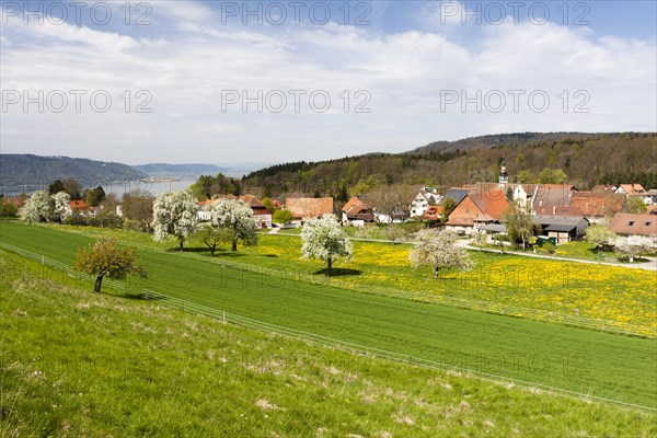 Hoedingen on Lake Constance with fruit trees in full bloom