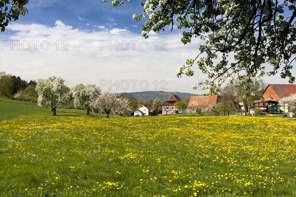 Hoedingen on Lake Constance with fruit trees in full bloom