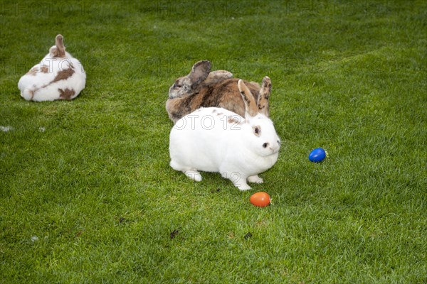 Rabbits as Easter bunnies with Easter eggs on the island of Mainau