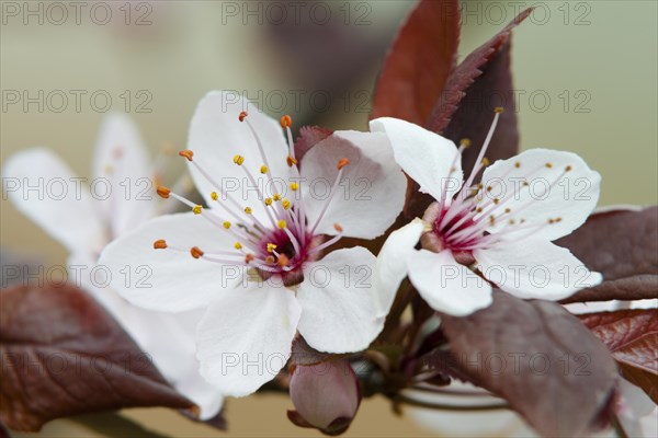 Flowering Apricot (Prunus armeniaca) on the island of Mainau