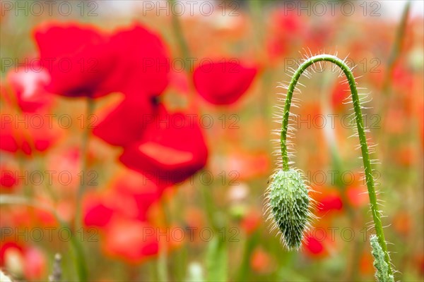 Red Poppy (Papaver rhoeas)