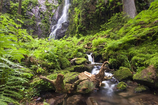 Roots of a tree in Burgbach stream with Burgbach Waterfall near Schapbach